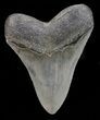 Serrated, Megalodon Tooth - Georgia #72772-2
